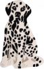 Clayre & Eef Vloerkleed Hond 60x90 Cm Wit Zwart Wol Tapijt Voetentapijt Wit Tapijt Voetentapijt online kopen
