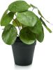 Leen Bakker KUNSTPLANT PILEA BUSH GROEN IN POT 22CM online kopen