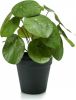 Leen Bakker KUNSTPLANT PILEA BUSH GROEN IN POT 22CM online kopen